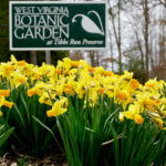 Cyclamen daffodils at West Virginia Botanic Garden